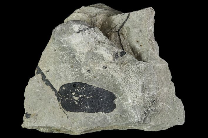 Pennsylvanian Fossil Fern (Macroneuropteris) Leaflet - Kentucky #112905
